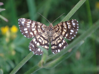 Latticed heath (Chiasmia clathrata) moth resting on bird's-foot trefoil