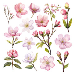 A collection of pink and white cherry blossoms in various stages of bloom, isolated on a transparent background.