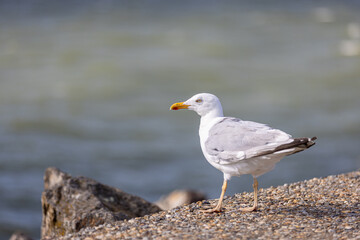 Fototapeta premium Mouette qui observe