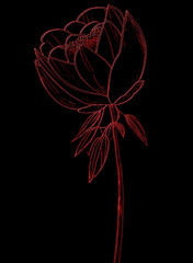 Red flower isolated on black background. Vector illustration.