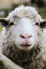 light sheep, ram on the background of nature