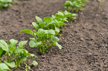 foliage of growing potatoes in the garden