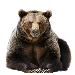 Obraz premium [Transparent Background PNG]Brown Bear Sitting On White Background