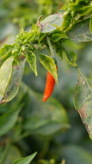 red chili