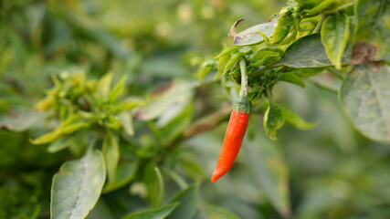 red chilli
