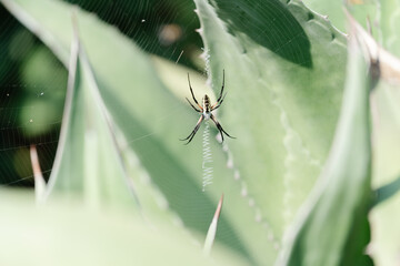 spider on a web
