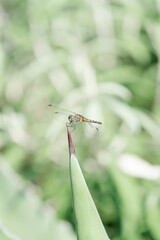 dragonfly on a branch
