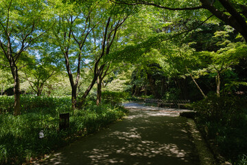 徳川園の道と木々