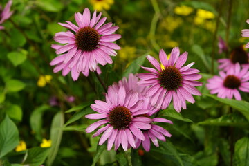 Obraz premium Echinacea purpurea, Asteraceae family. Hanover Botanical School Garden, Germany.
