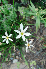white and yellow flowers