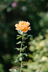 yellow rose in the garden