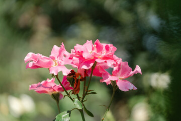 pink flowers in the garden