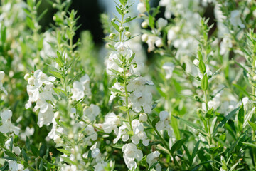 lily of the valley in spring