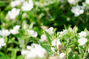 butterfly on a flower