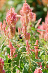 red and yellow flowers