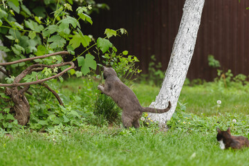 Two gray cats curiously investigate greenery in a vibrant garden, enjoying the warmth of spring in a tranquil outdoor setting