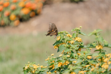 butterfly on a flower