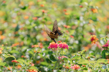 butterfly on a flower