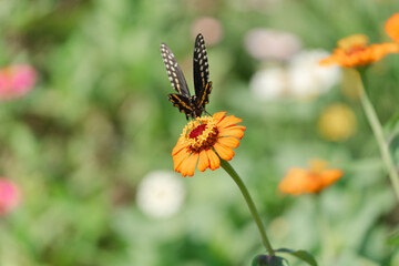 butterfly on a flower