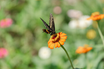 butterfly on flower
