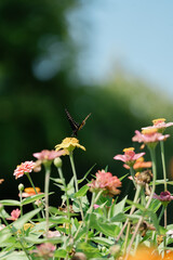 butterfly on flower