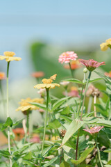daisies in the garden