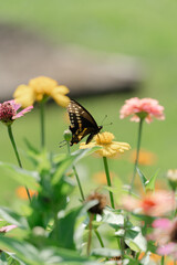 butterfly on flower