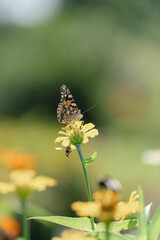 butterfly on a flower