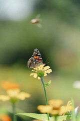 butterfly on a flower