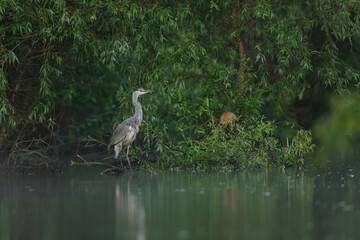 A heron observes its surroundings, poised and still, amidst a backdrop of vibrant greenery reflecting on tranquil waters