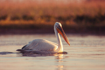 A majestic pelican swims gently in reflective water, surrounded by golden light as the sun rises over a peaceful wetland