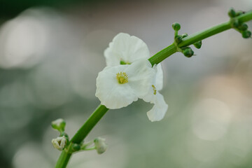 close up of a white flower