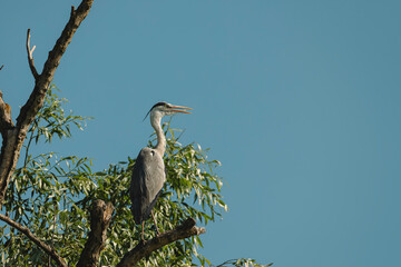 A heron stands tall on a tree branch, basking in the warmth of the sun against a backdrop of bright blue sky