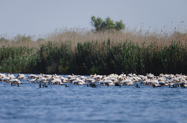 A large group of birds rests peacefully on calm waters, surrounded by lush green vegetation under a bright blue sky