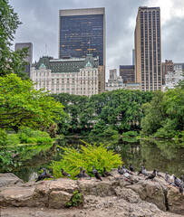 Fototapeta premium Central Park summer