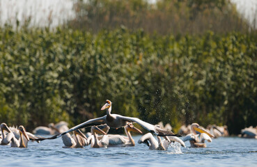 A pelican soars above a tranquil lake, creating splashes as it lifts off, while several others rest nearby in lush surroundings