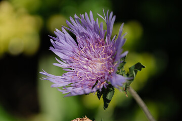 Purple flower closeup