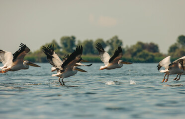 Pelicans soar above the still water, their wings spread wide as they prepare to land, illuminated...