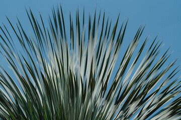 palm tree in the sky