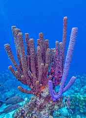 branching vase sponge,Callyspongia ,Cladochalina, aculeata © John Anderson