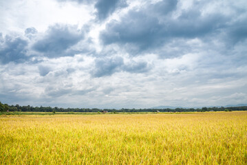 Fototapeta premium Yellow rice paddy field with cloudy dramatic sky in countryside Thailand. Agricultural, rice plantation, food industry, climate and beautiful landscape concept.