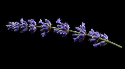 Elegant Single Lavender Sprig on Minimalist Black Background Evoking Serenity and Calmness