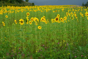 かわいいひまわりの畑