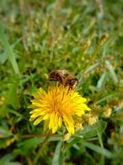 A bee pollinates a yellow dandelion. A bee is sitting on a flower. The flowering of dandelions. Pollinating insects. The process of pollination of flowers.