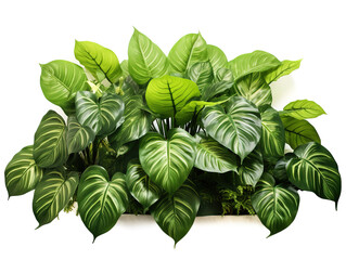 Excellent Tropical mural wallpaper