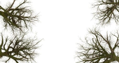 Abstract green foliage frame on transparent background. Nature, botanical, garden, environmental, organic, greenery, vegetation, natural, lush, design, wallpaper, graphic