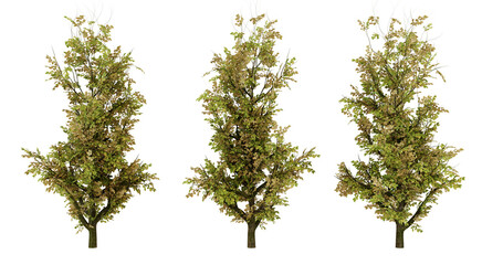 Green Plant on transparent background, 3 variations