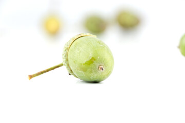 Green fruits of oak, group of still green acorns isolated with white