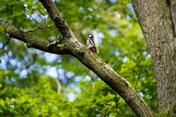 
The great spotted woodpecker (Dendrocopos major) is a medium-sized woodpecker with pied black and white plumage and a red patch on the lower belly. Hanover, Germany.
