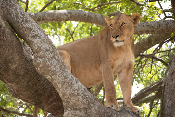 A Lioness's Lookout: A Commanding View from the Trees






